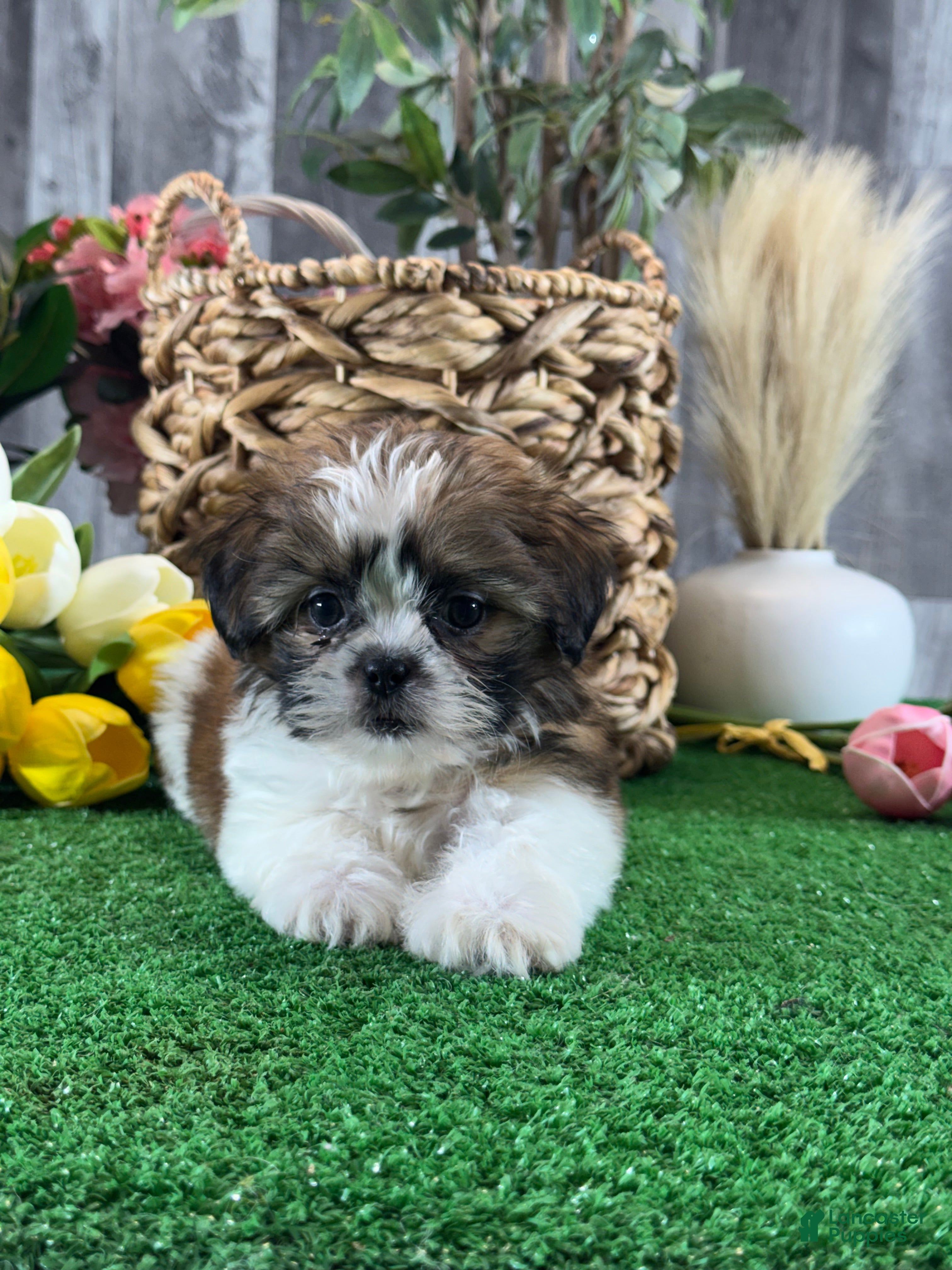 Shih Tzu dogs for sale: Starla🍟 - Ad 5