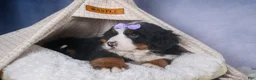 Bernese Mountain Dog dogs for sale: HONEY - Ad 6