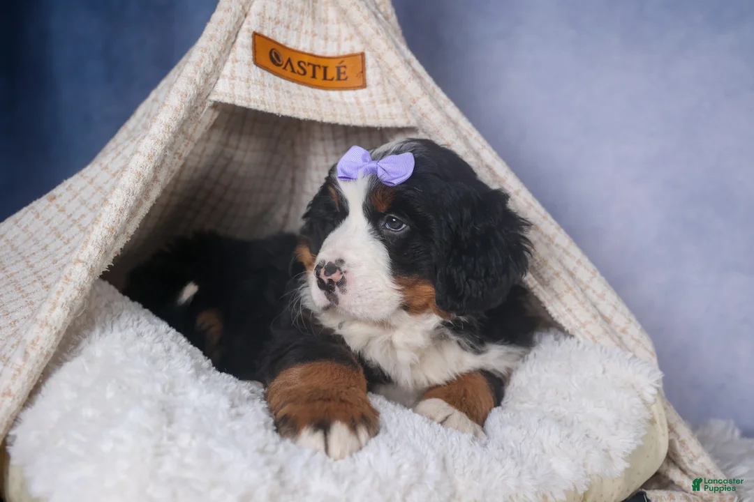 Bernese Mountain Dog dogs for sale: HONEY - Ad 6