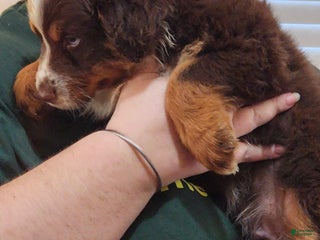 Australian Shepherd dogs - Ad 17