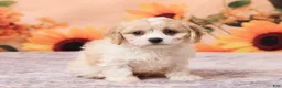 Cavachon dogs for sale: Mia - Ad 3