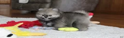Pomeranian dogs for sale: Teddy - Ad 6