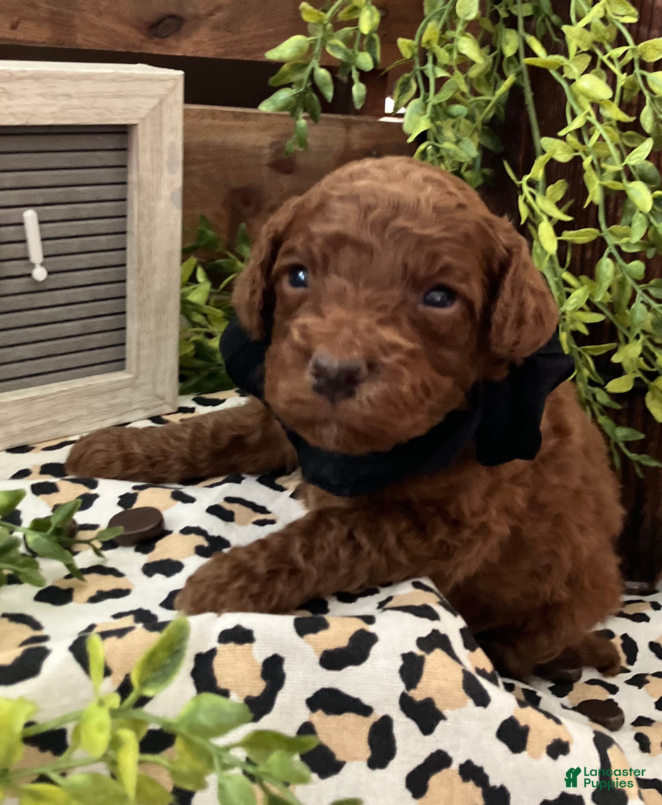 Miniature Poodle dogs Dunkin - Ad 2