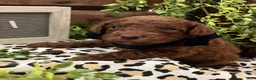 Miniature Poodle dogs for sale: Dunkin - Ad 3