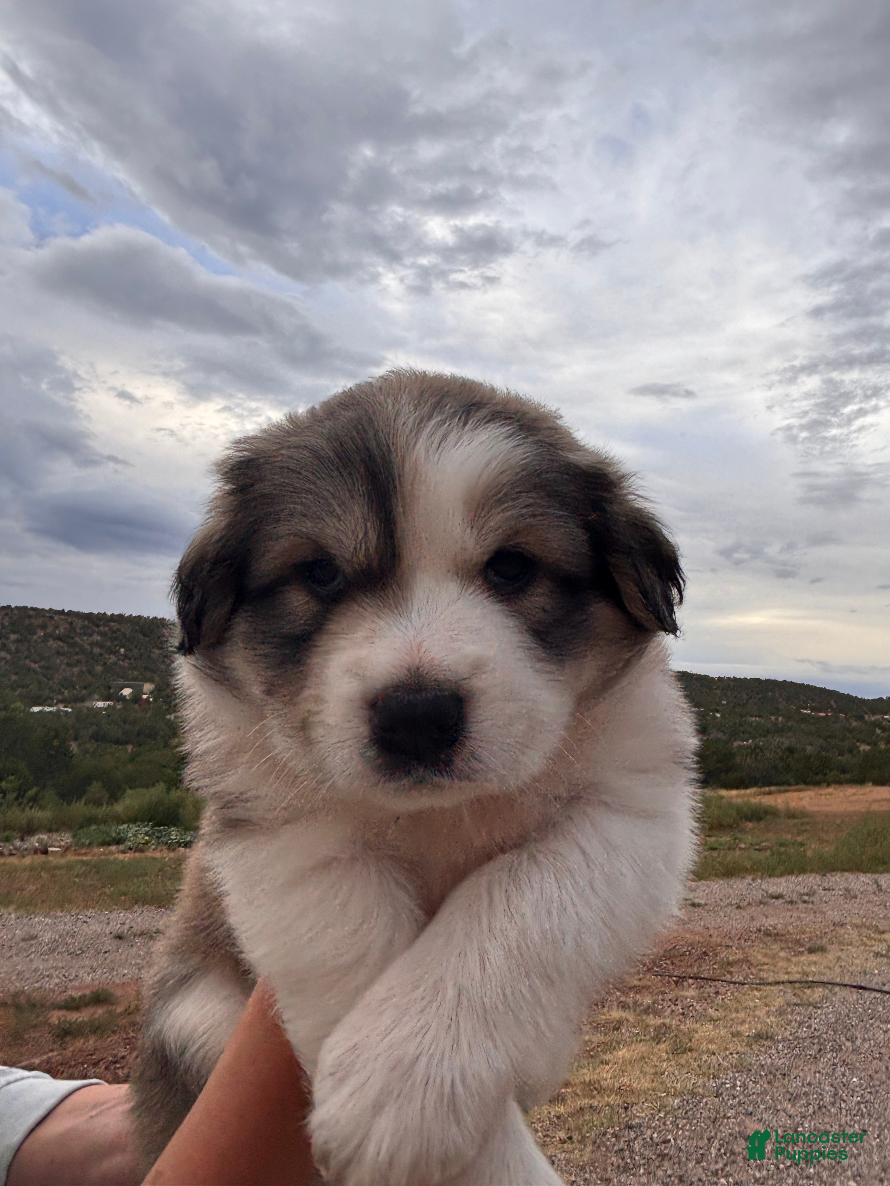 Mixed Breed dogs Esperanza - Ad 26