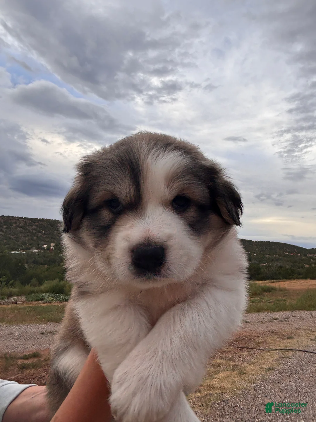 Mixed Breed dogs for sale: Esperanza - Ad 1