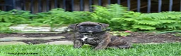 Boxer dogs for sale: Blaze - Ad 3