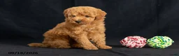 Mini Goldendoodle dogs for sale: Dorthy - Ad 4