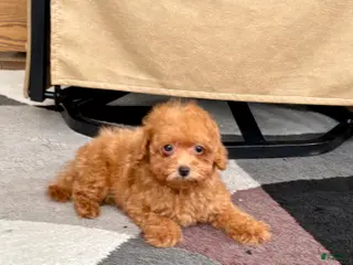 Maltipoo dogs Red Honey - Ad 35