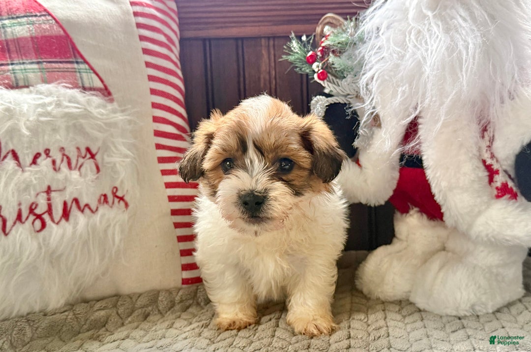 Teddy Bear dogs for sale: Rover  - Ad 2