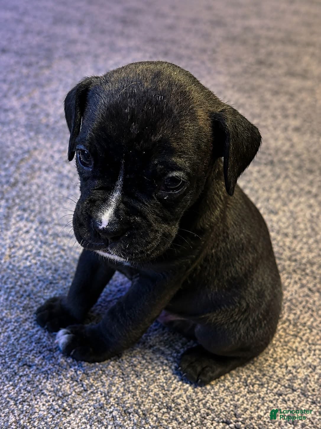 Boxer dogs Minnie - Ad 9