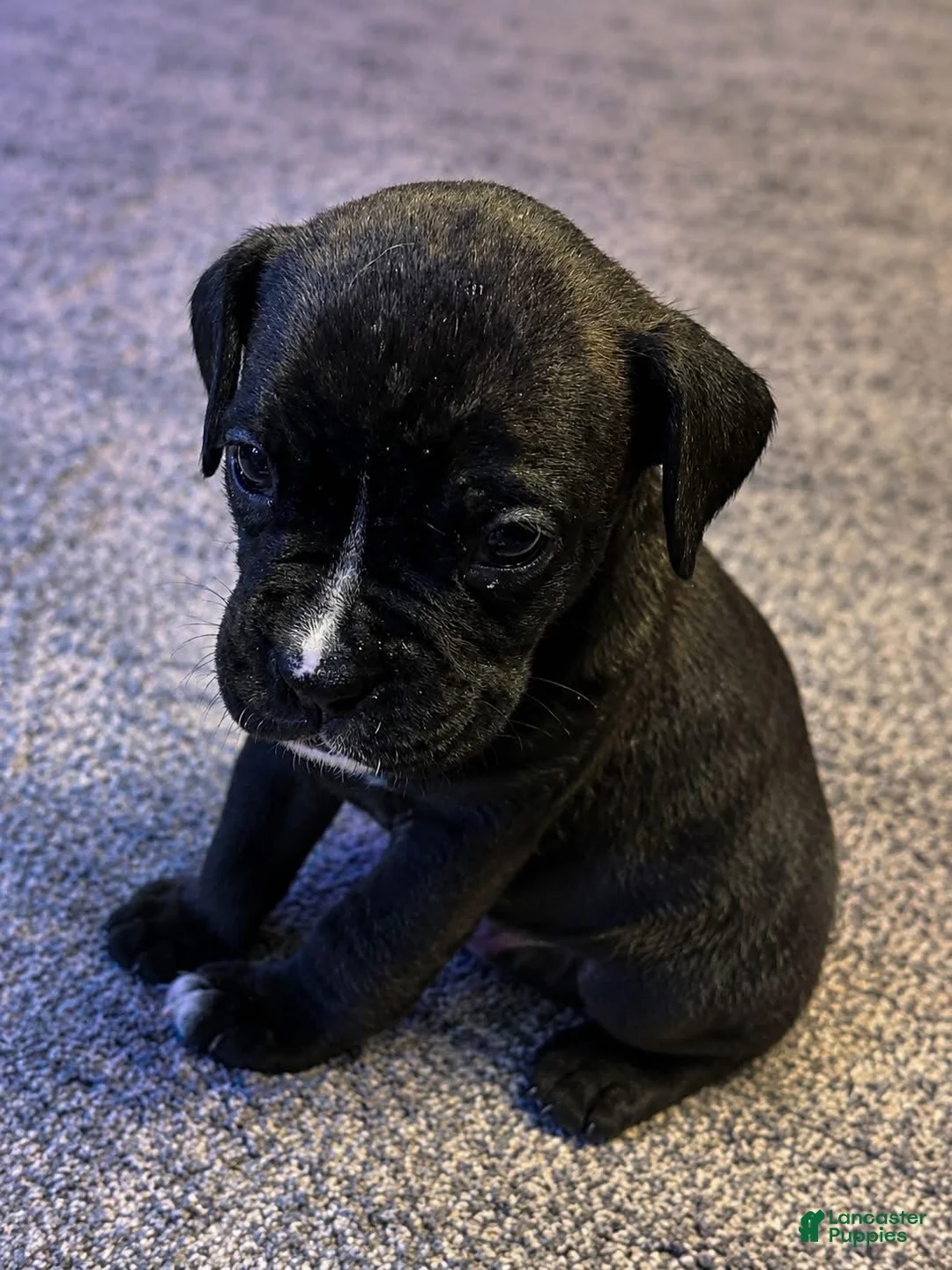 Boxer dogs for sale: Minnie - Ad 1