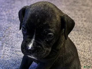 Boxer dogs Minnie - Ad 9