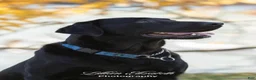 Labrador Retriever dogs for sale: Labrador Retriever 2. BAILEY - Ad 3
