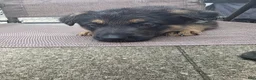 German Shepherd dogs for sale: Marshall - Ad 1