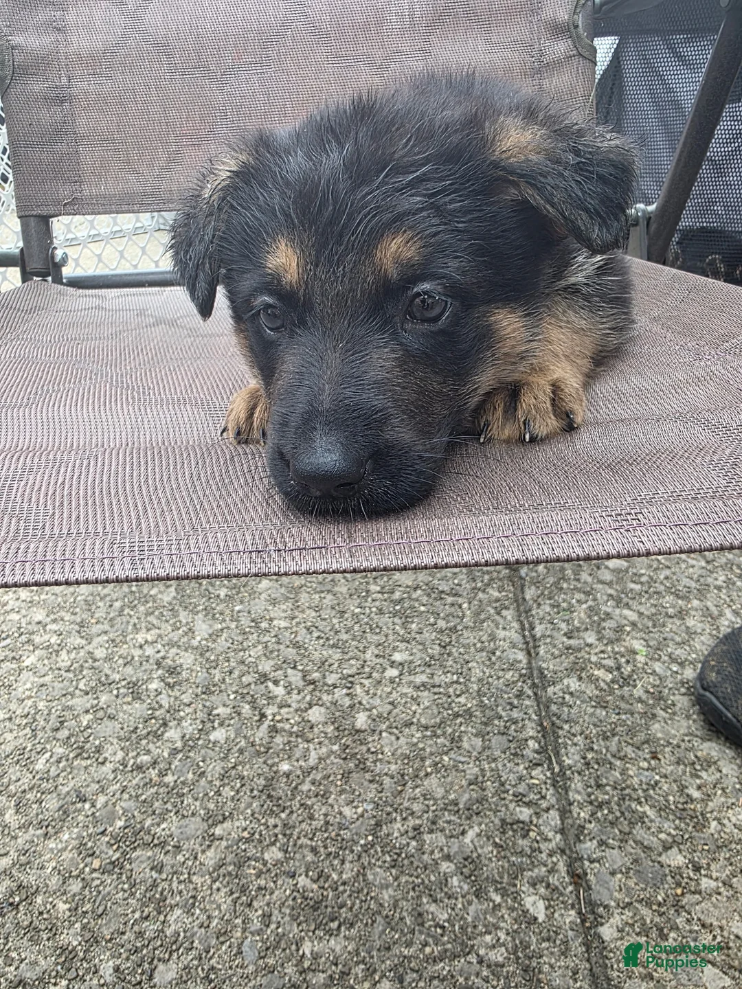 German Shepherd dogs for sale: Marshall - Ad 1