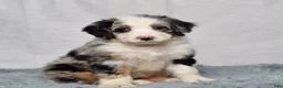 Bernedoodle dogs for sale: Willow - Ad 3