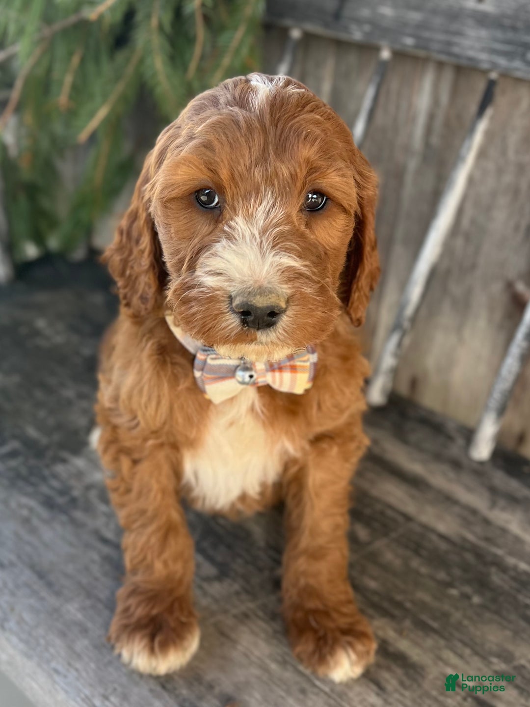 Irish Doodle dogs for sale: Nicholas  - Ad 4