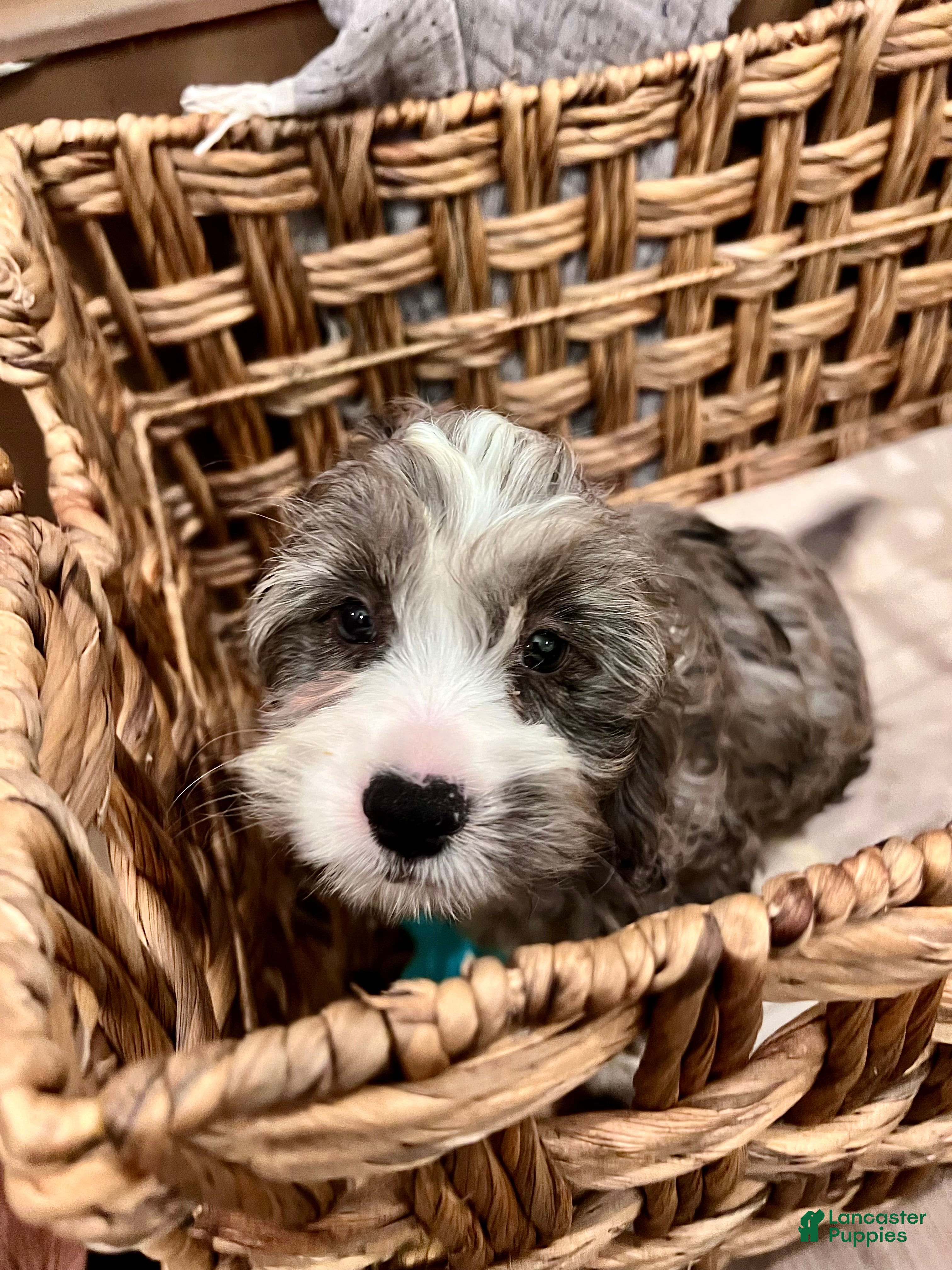 Cockapoo dogs Ace  - Ad 2