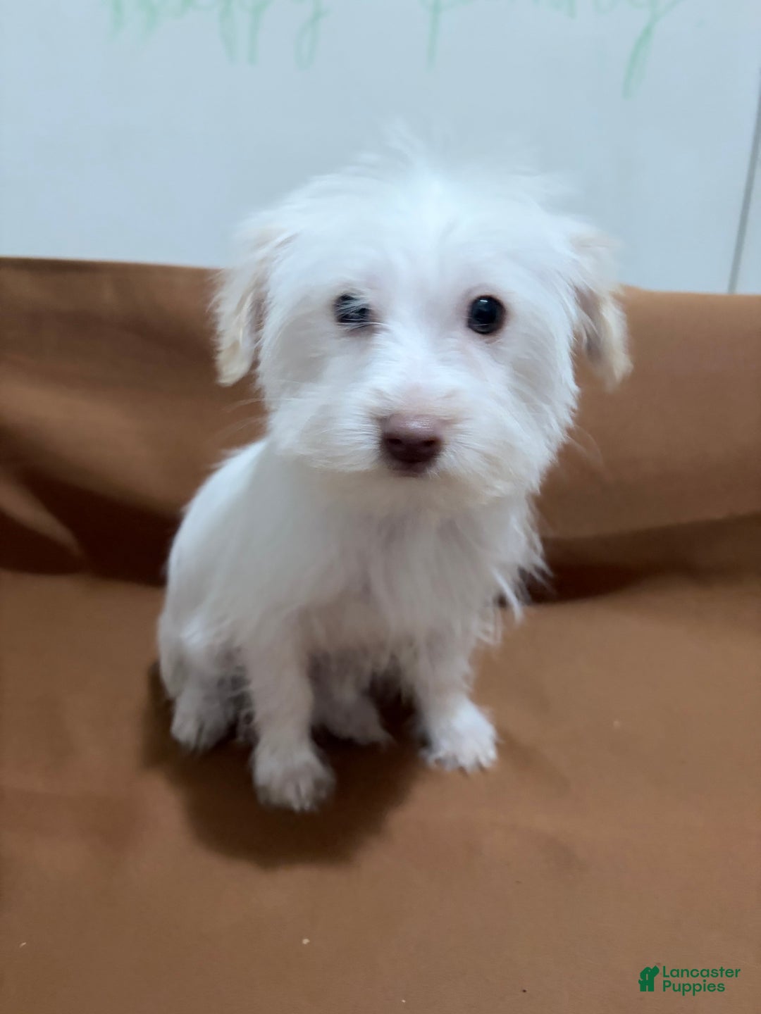 Morkie dogs for sale: Snowy - Ad 2