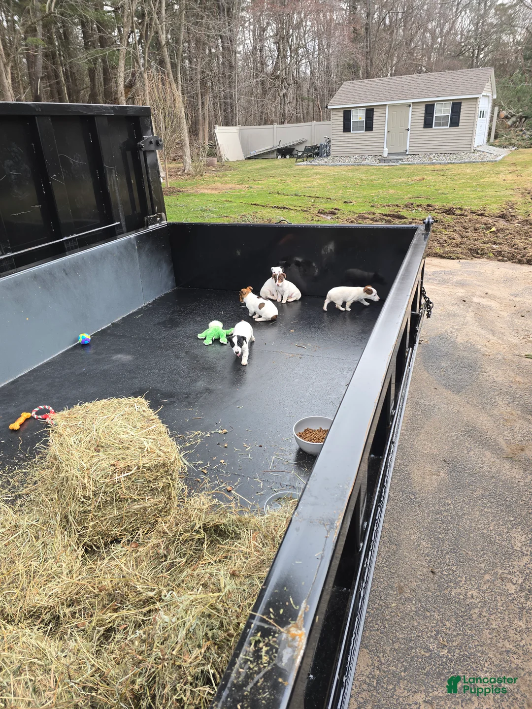 Jack Russell Terrier dogs for sale: Jack Russell Terrier Puppy 3 - Ad 2