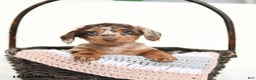 Miniature Dachshund dogs for sale: Cherub - Ad 2