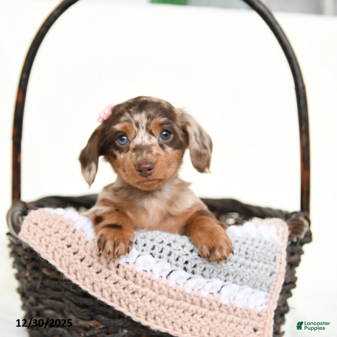 Miniature Dachshund dogs for sale: Cherub - Ad 2