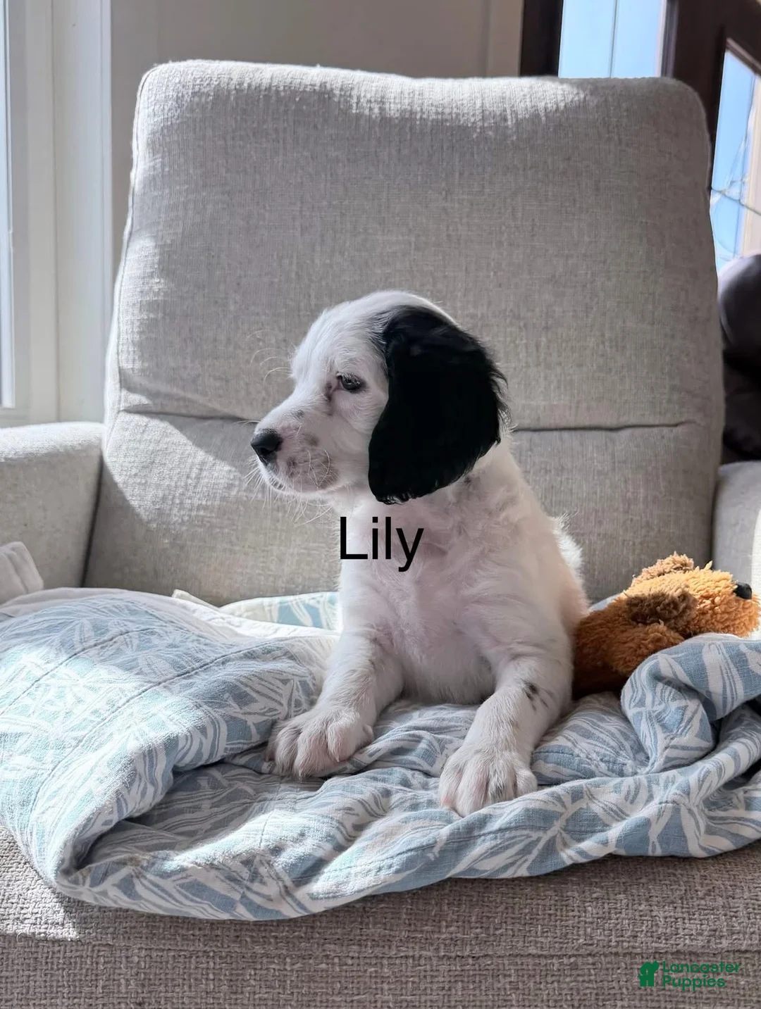 English Setter dogs for sale: English Setter Puppy 4 - Ad 2