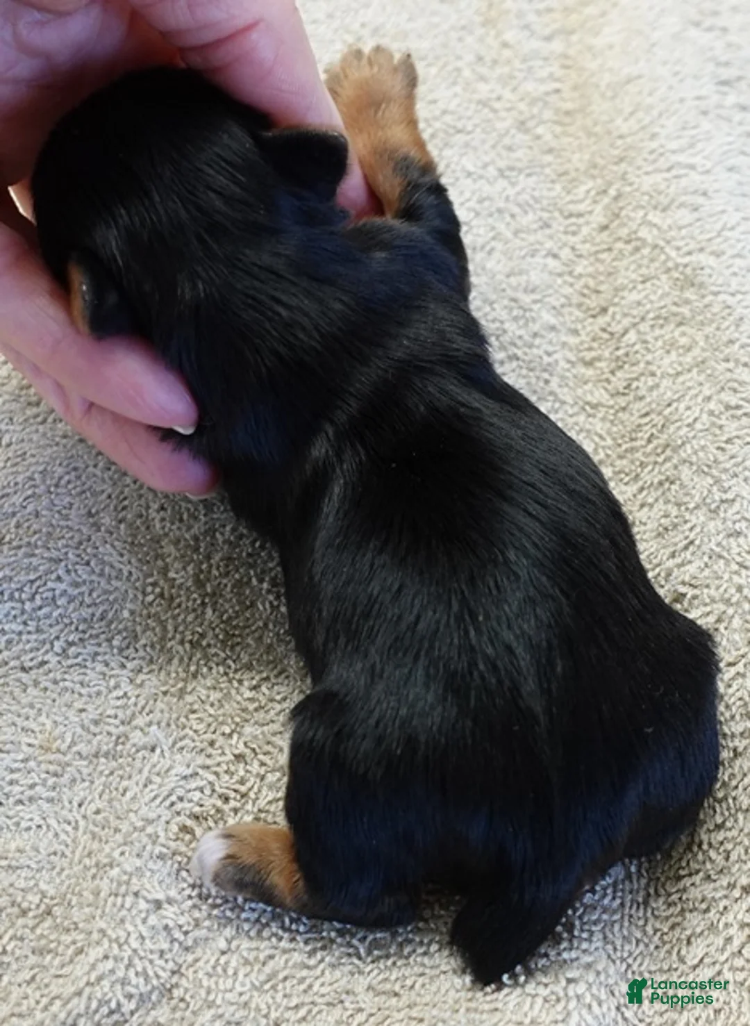 Yorkshire Terrier dogs for sale: Blossom - Ad 2