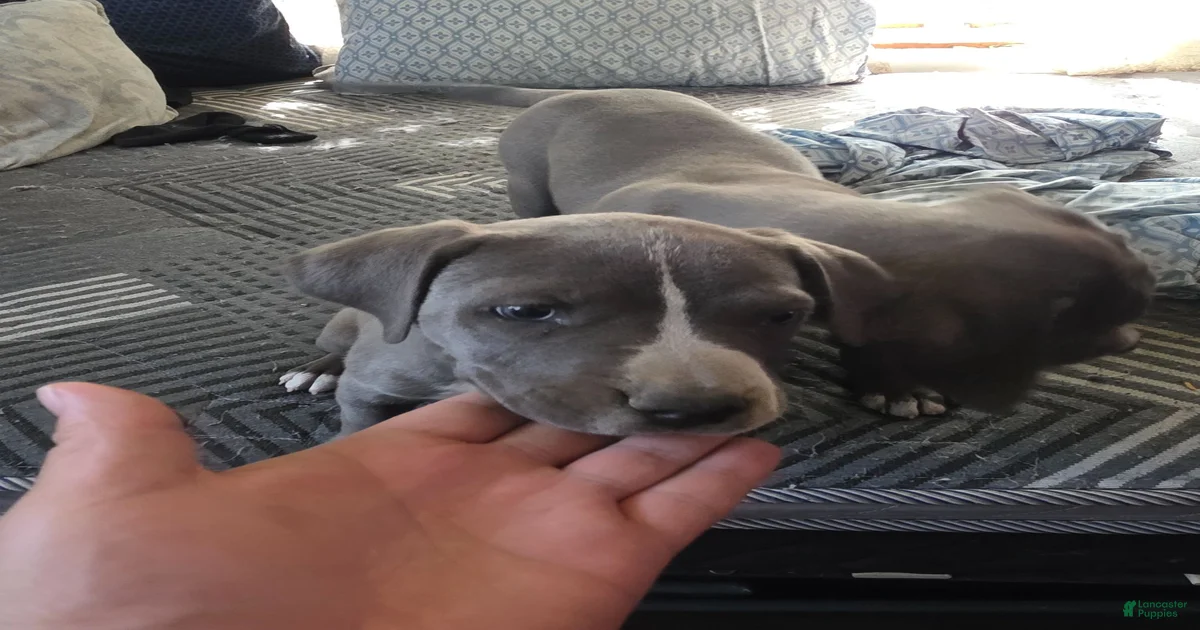 Puppies for sale under $500 in California | Lancaster Puppies