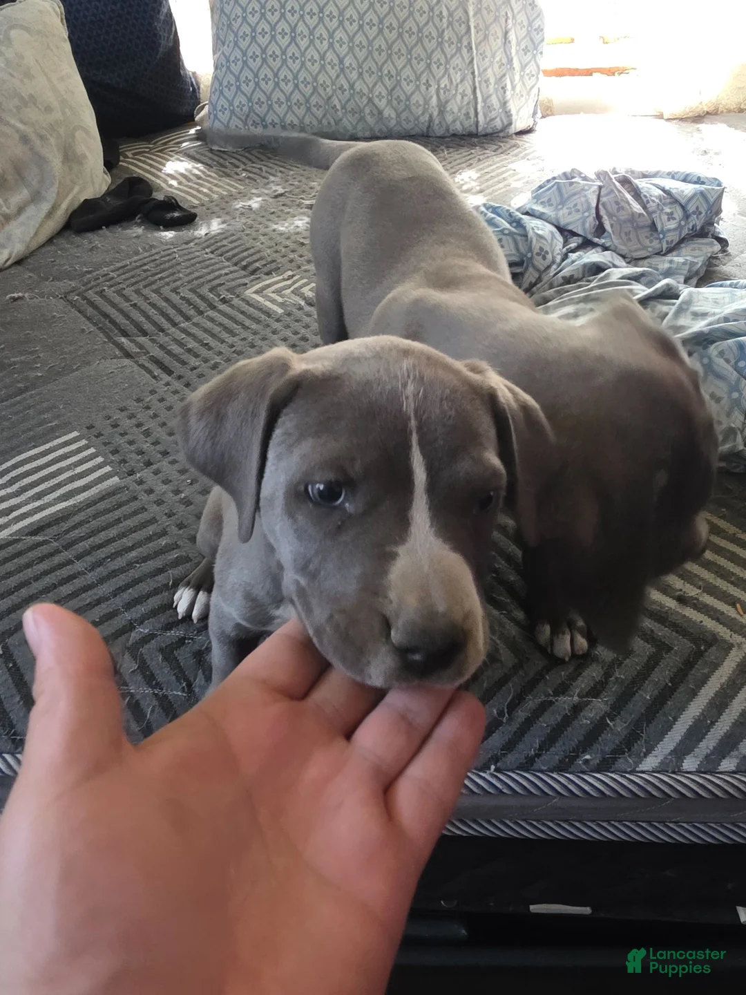 American Pit Bull Terrier dogs for sale: American Pit Bull Terrier 5 - Ad 1