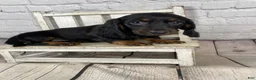 Miniature Dachshund dogs for sale: Coco - Ad 10