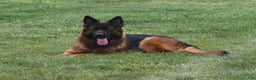 German Shepherd dogs for sale: King - Ad 3