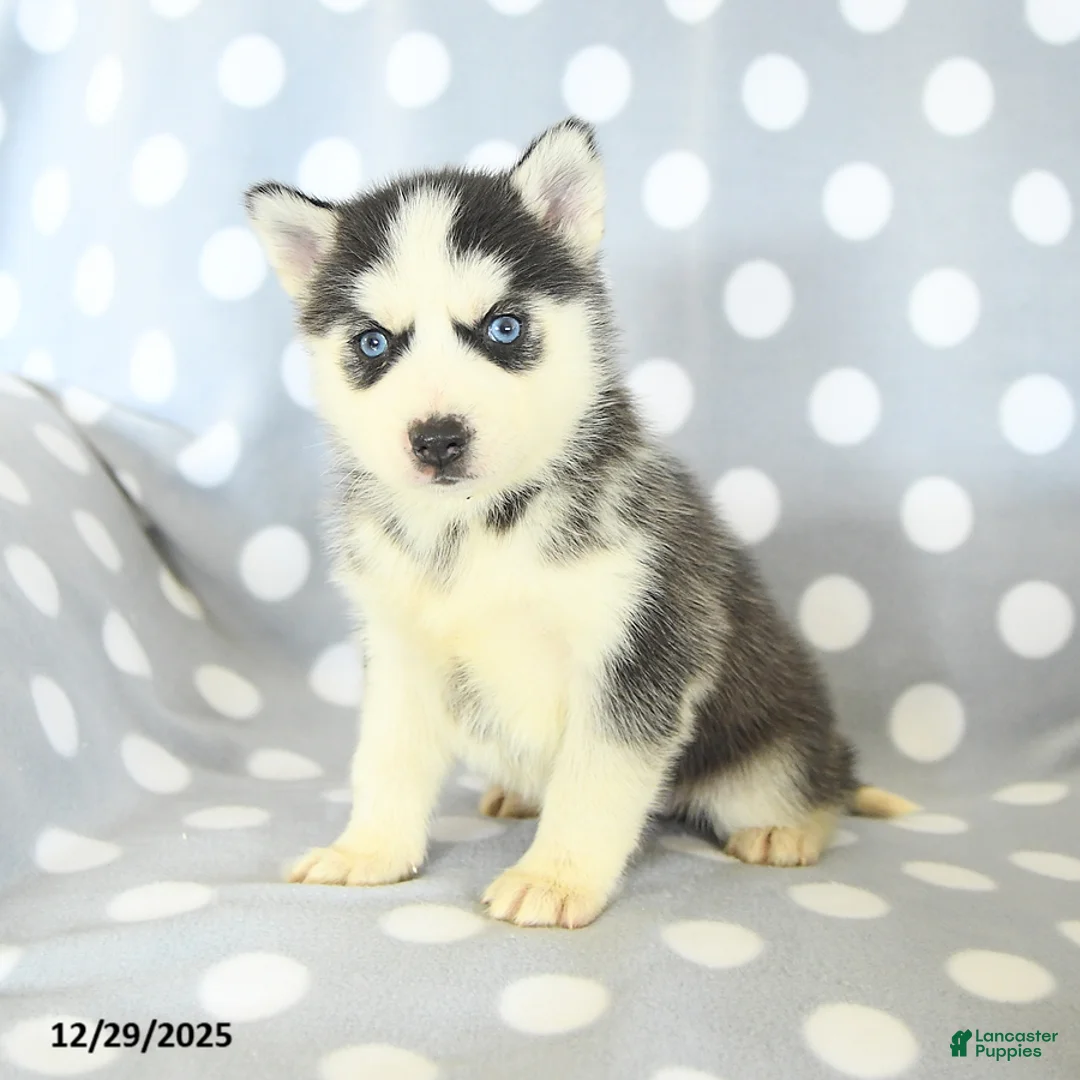 Siberian Husky dogs for sale: Ryder - Ad 8