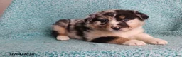 Australian Shepherd dogs for sale: Lily - Ad 3