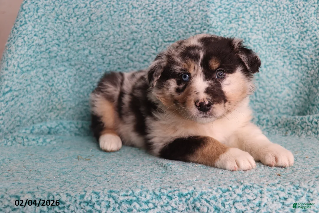 Australian Shepherd dogs for sale: Lily - Ad 3
