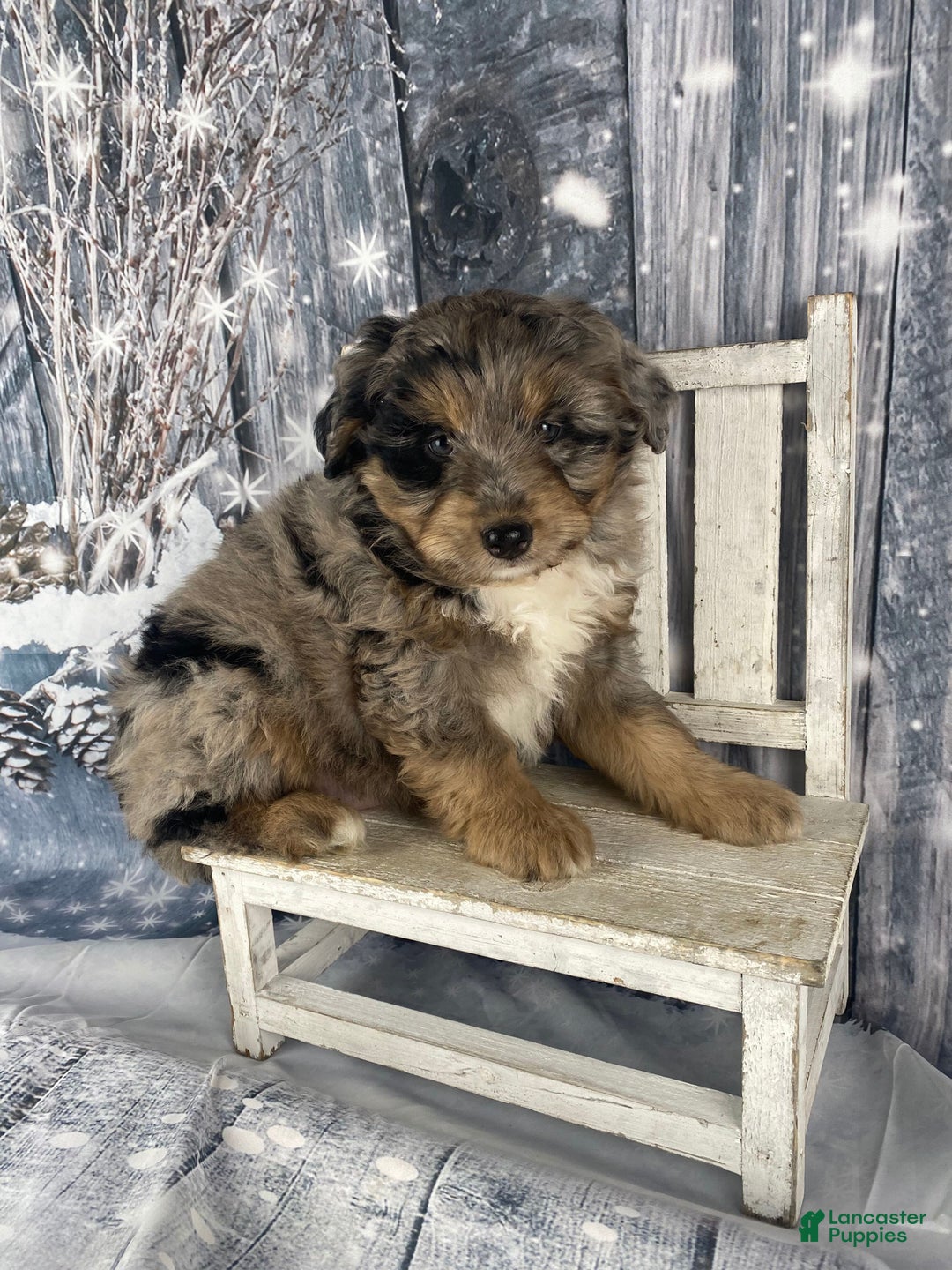 Aussiedoodle dogs for sale: Smores - Ad 11