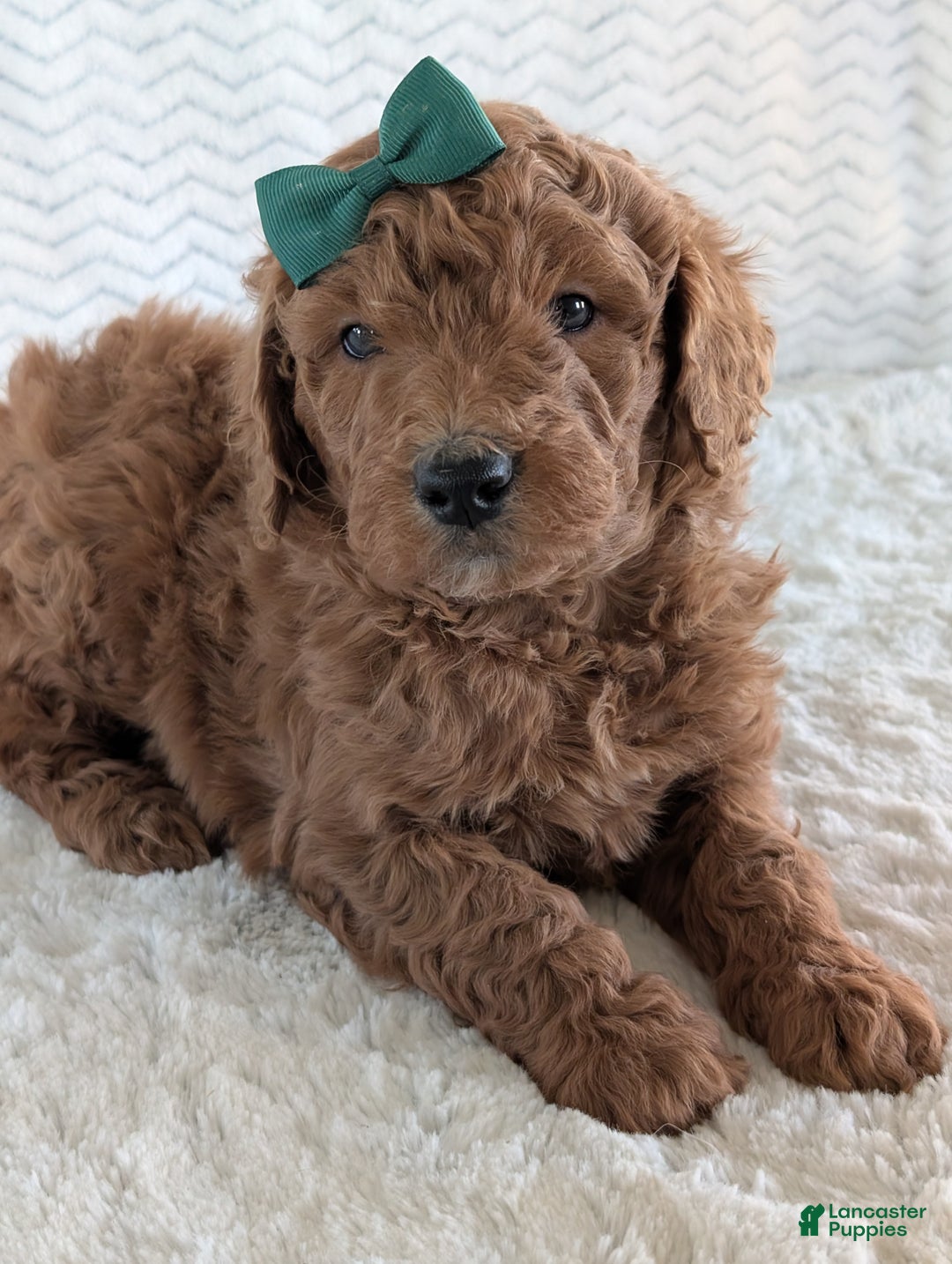 Goldendoodle dogs for sale: Teddy - Ad 9