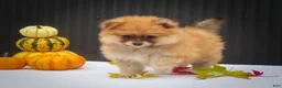 Pomeranian dogs for sale: Milly🩷  - Ad 3