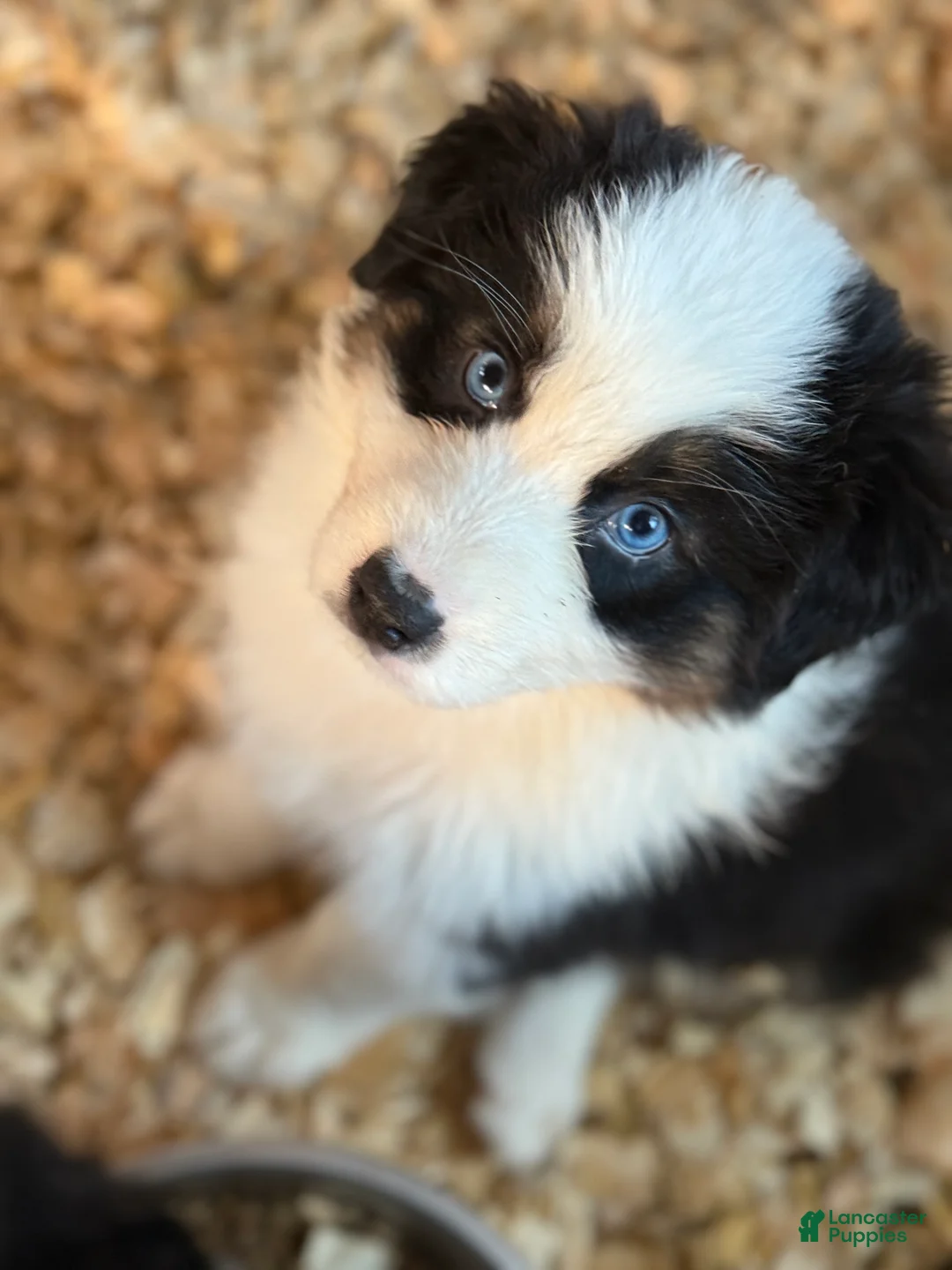 Australian Shepherd dogs for sale: Australian Shepherd Puppy 5 - Ad 1