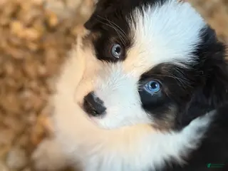 Australian Shepherd dogs Australian Shepherd Puppy 5 - Ad 23