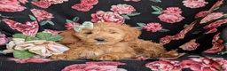 Mini Goldendoodle dogs for sale: Belinda Hypoallergenic - Ad 7