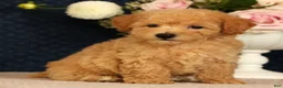 Bichpoo dogs for sale: Jacob - Ad 6