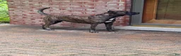 Presa Canario dogs for sale: Presa Canario 12 - Ad 3