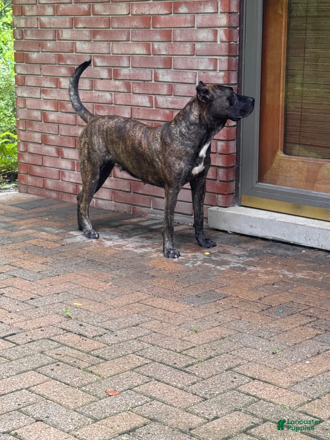 Presa Canario dogs for sale: Presa Canario 12 - Ad 3