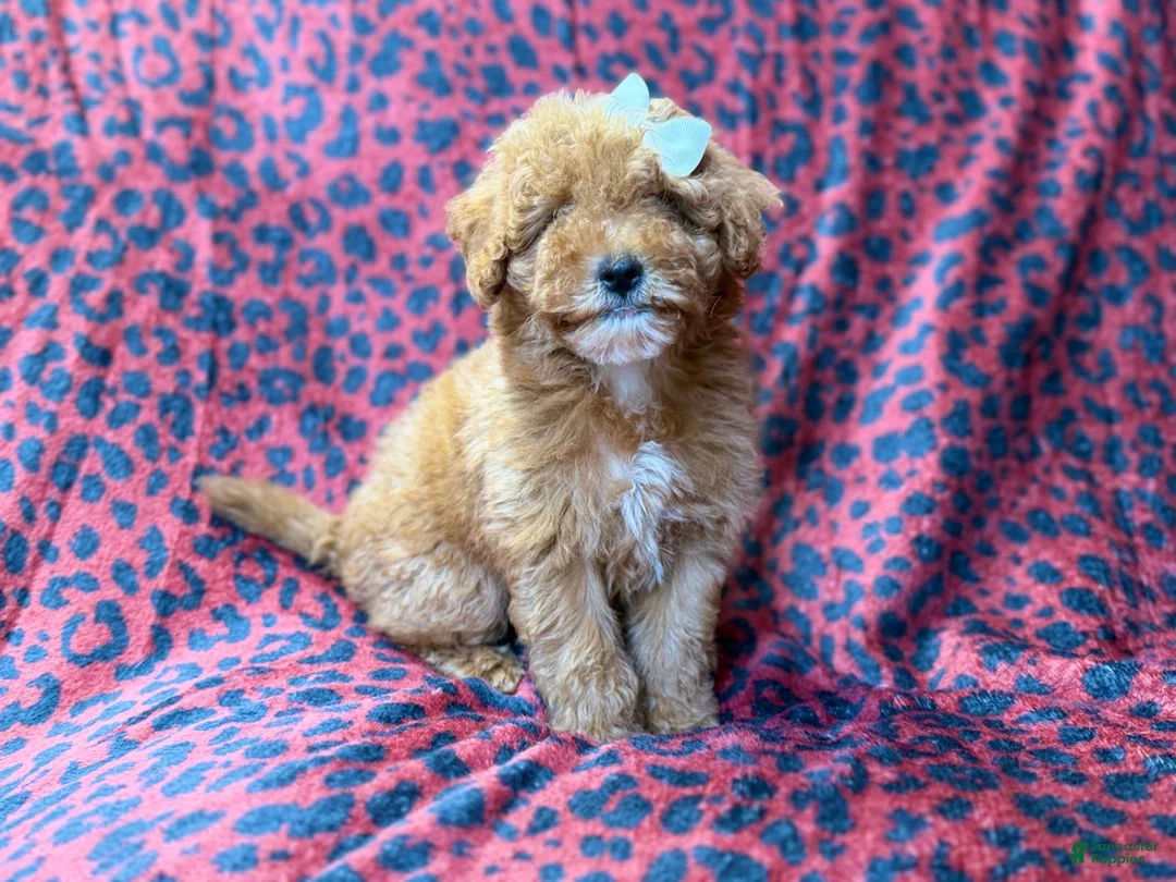 Cavapoo dogs for sale: Skittles - Ad 2