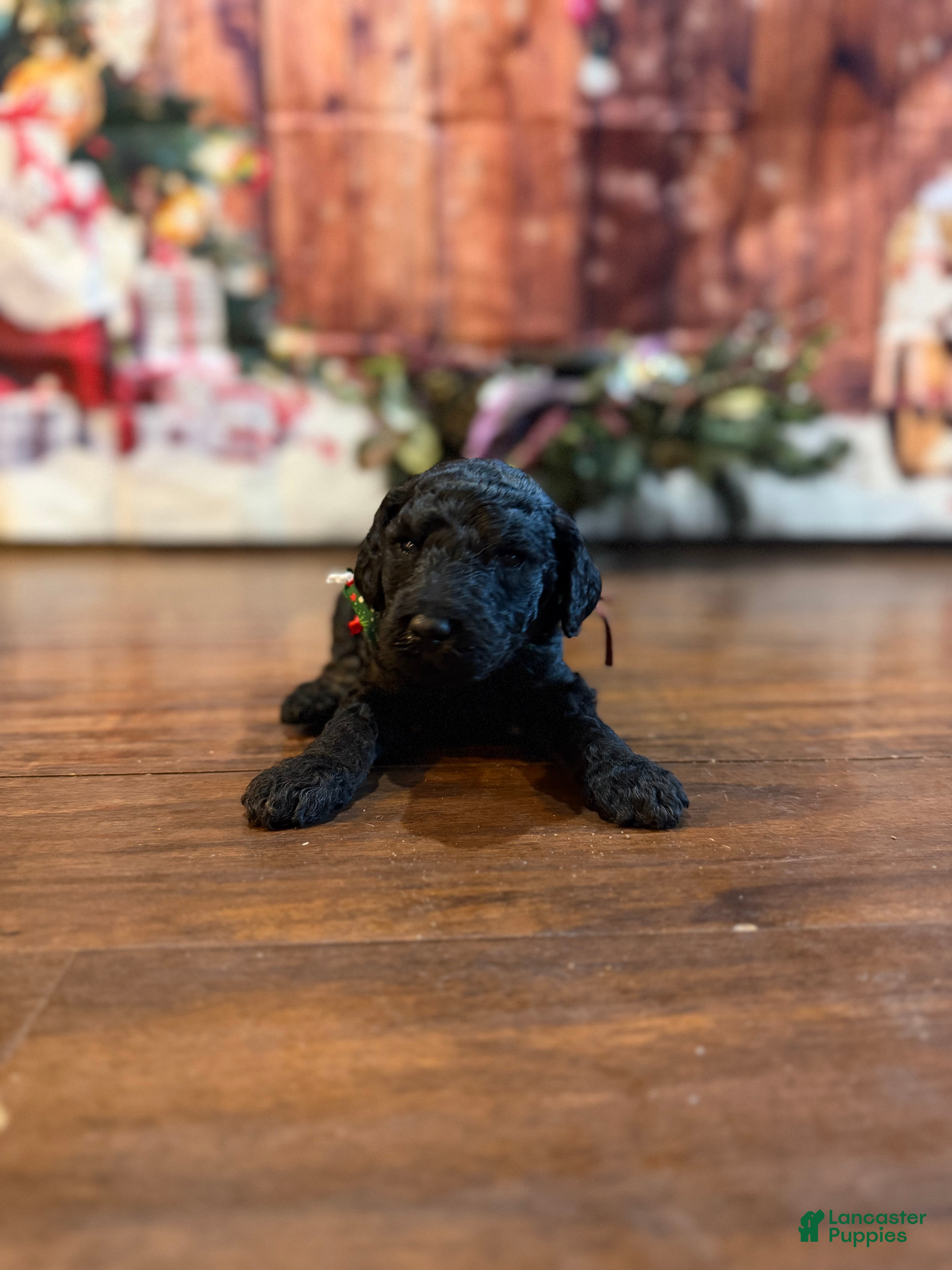 Goldendoodle dogs Joe - Ad 2