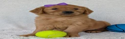 Golden Retriever dogs for sale: Miss Goldie  - Ad 9