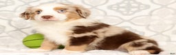 Miniature Australian Shepherd dogs for sale: Jake - Ad 7