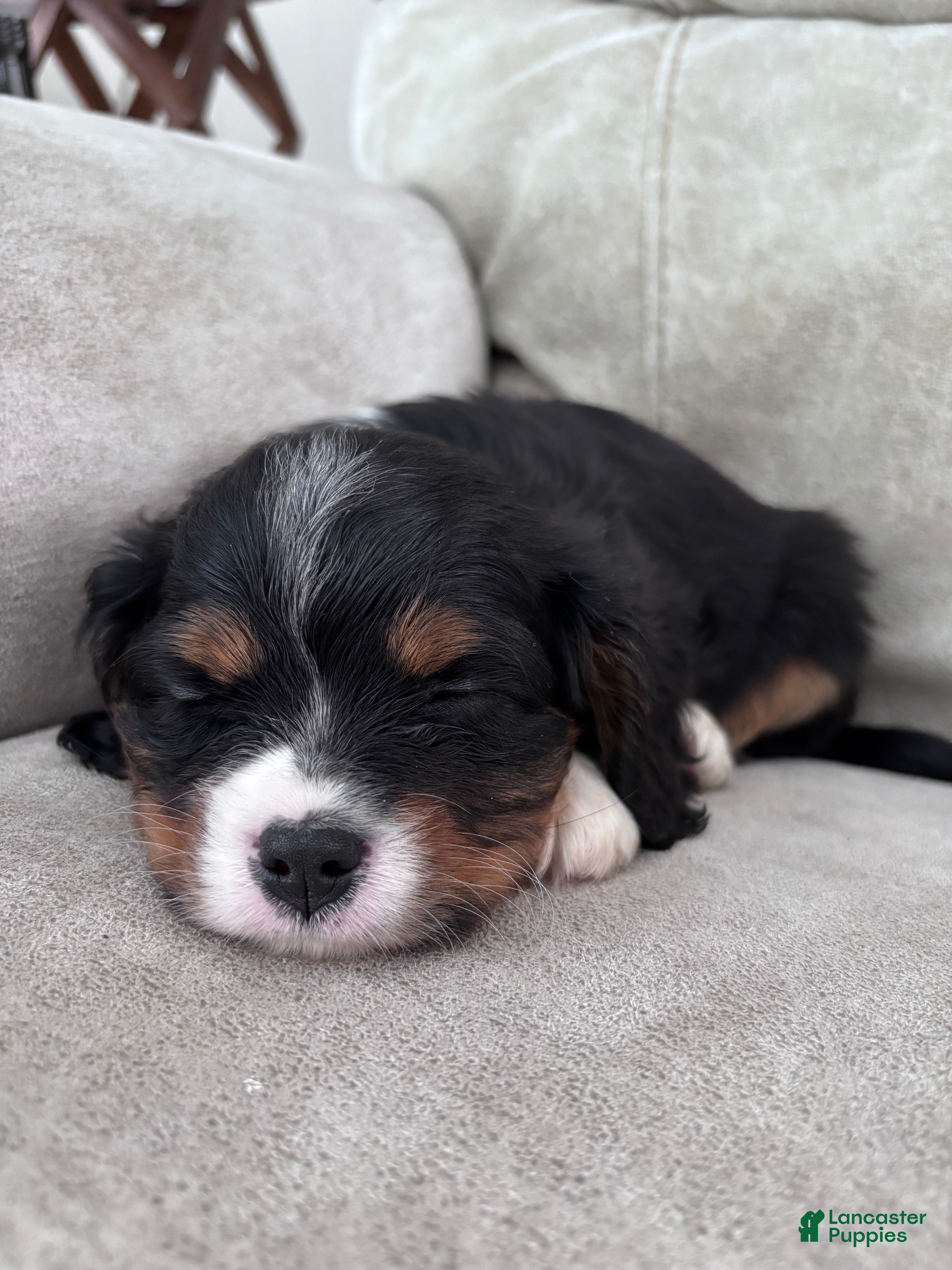 Miniature Bernese Mountain Dog dogs Muskrat - Ad 2